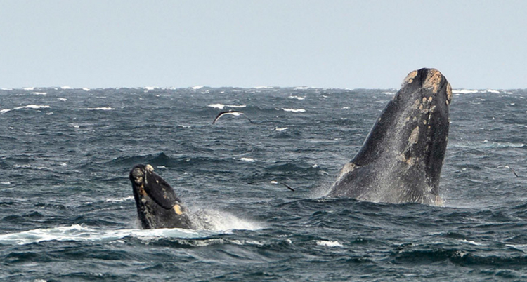 حوت يطلب المساعدة من صيادين استراليين (فيديو)