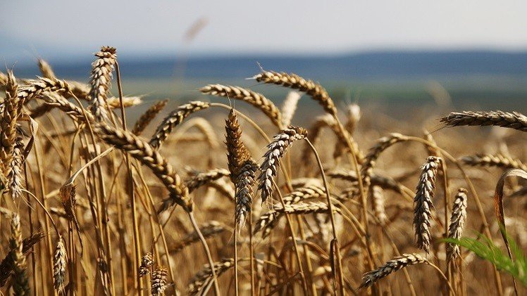 روسيا تخطط لزيادة صادراتها من الحبوب إلى مصر 