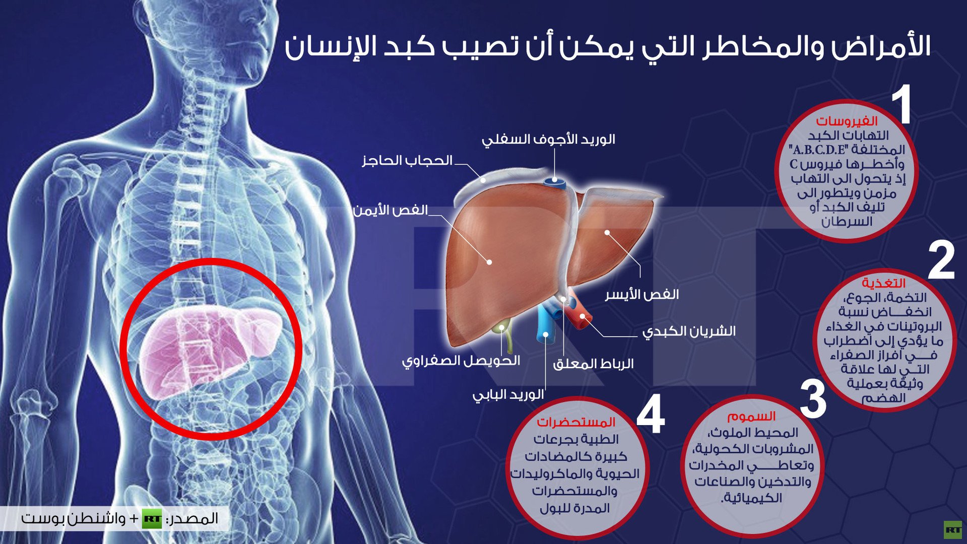 إنفوجرافيك: الأمراض والمخاطر التي يمكن أن تصيب كبد الإنسان