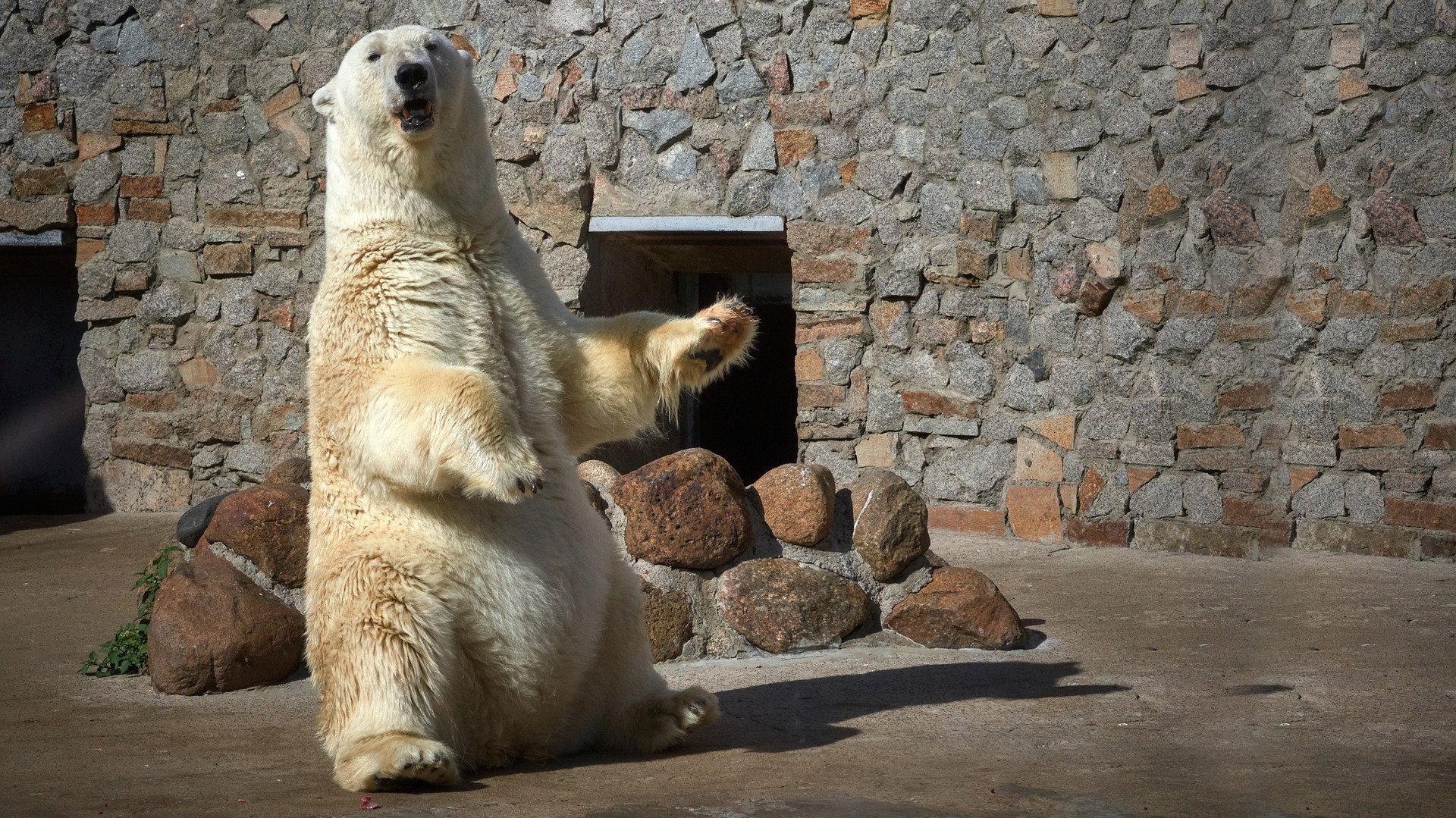 أنثى دب القطب الشمالي الملقبة بـأوسلادا أمام زوار حديقة الحيوان في سان بطرسبورغ التي تحتفل بالذكرى الـ150 على تأسيسها. رسم دب القطب الشمالي على شعار الحديقة