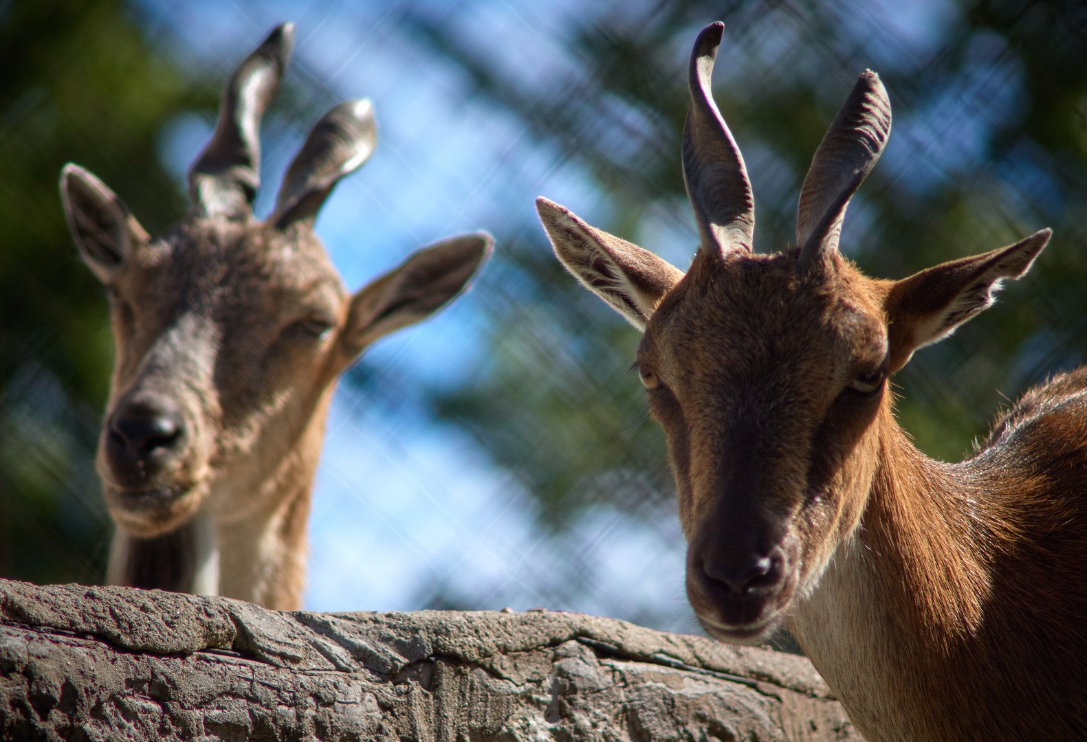 تيسان لهما قرون ملولبة في إحدى الحظائر بحديقة الحيوان في سان بطرسبورغ 