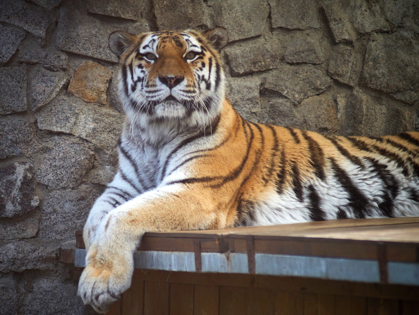 نمر في حديقة الحيوان في سان بطرسبورغ 