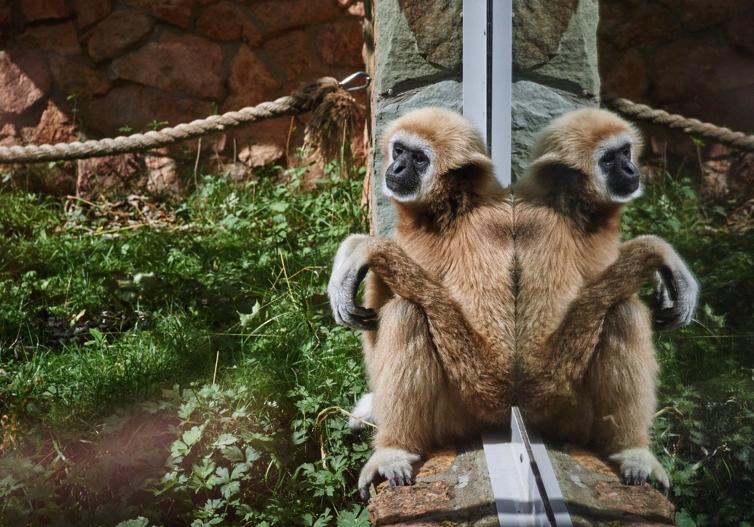 قرد من صنف الجبون في حظيرته بحديقة الحيوان في سان بطرسبورغ 