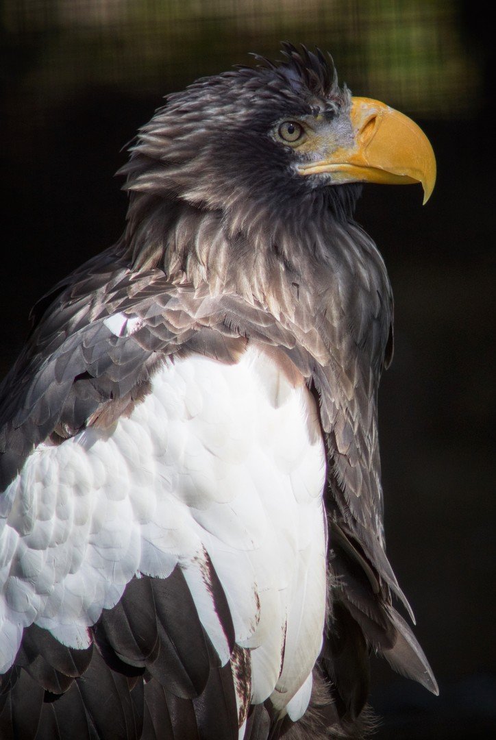 أحد النسور في حديقة الحيوان في سان بطرسبورغ 