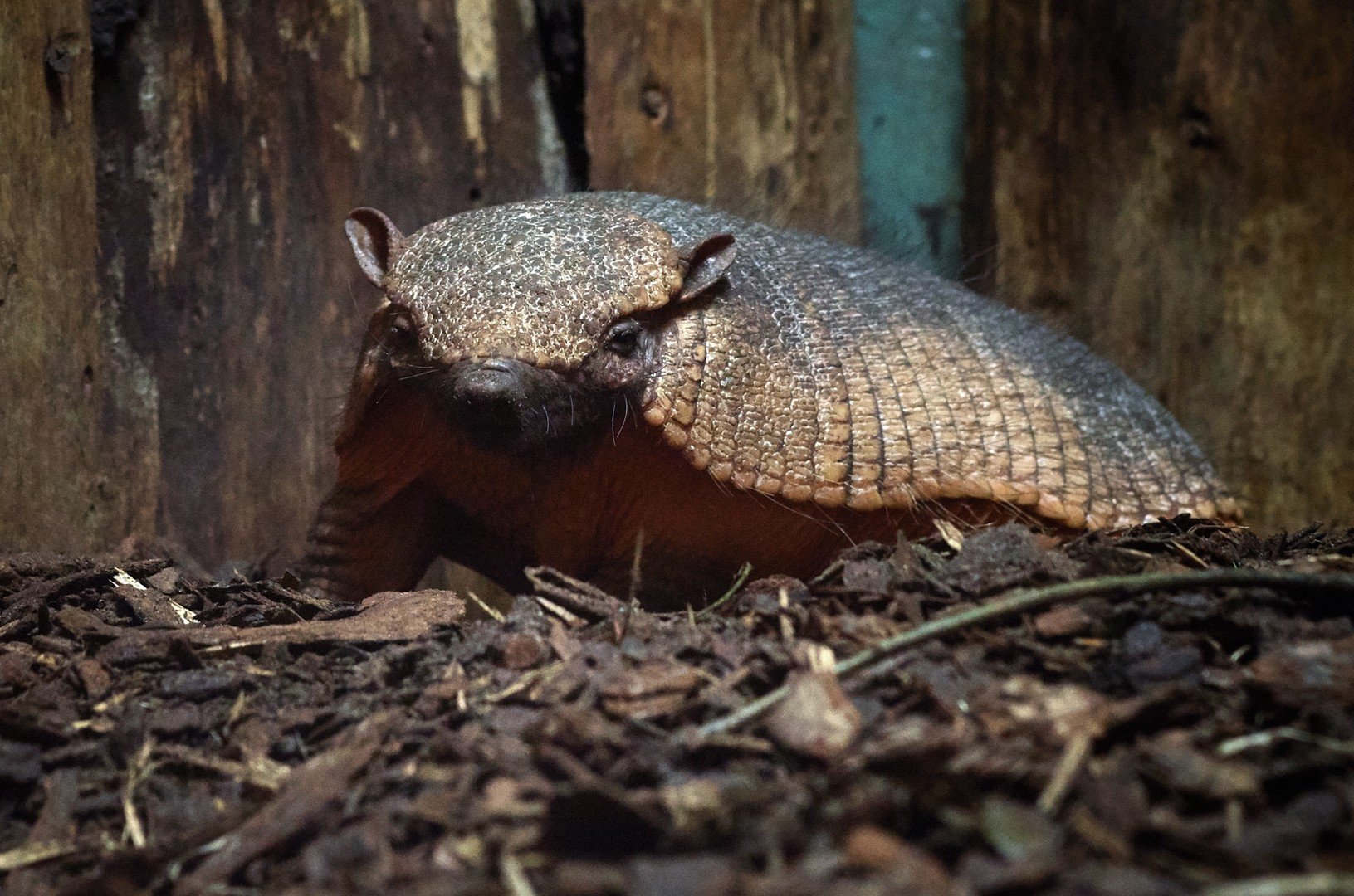 الحيوان المدرع الذي قُدم هدية من حديقة الحيوان في تالين إلى حديقة الحيوان في سان بطرسبورغ بمناسبة الذكرى الـ150 على تأسيسها