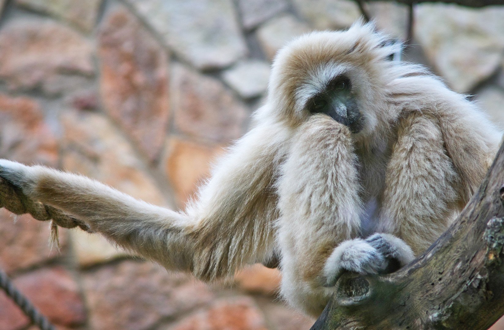 قرد من صنف الجبون في حظيرته في حديقة الحيوان في سان بطرسبورغ 