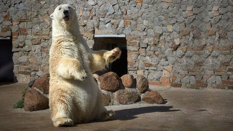 أنثى دب القطب الشمالي الملقبة بـأوسلادا أمام زوار حديقة الحيوان في سان بطرسبورغ التي تحتفل بالذكرى الـ150 على تأسيسها. رسم دب القطب الشمالي على شعار الحديقة