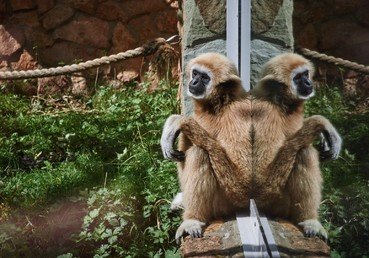 قرد من صنف الجبون في حظيرته بحديقة الحيوان في سان بطرسبورغ 