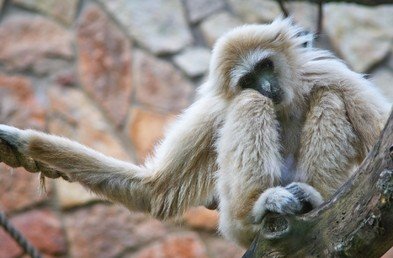 قرد من صنف الجبون في حظيرته في حديقة الحيوان في سان بطرسبورغ 