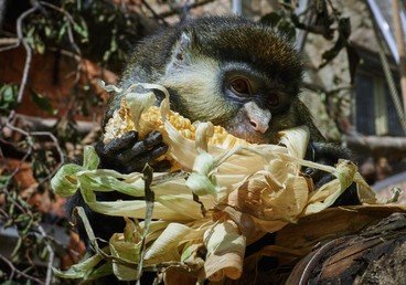 قرد ذو ذيل أحمر في حظيرته في حديقة الحيوان في سان بطرسبورغ 