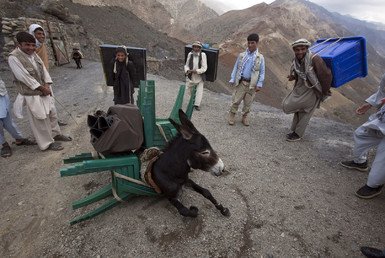 حمار يسقط من ثقل الحمولة الزائدة عليه من معدات  الانتخابات المختلفة، مدينة كابول، أفغانستان، 17 سبتمبر/أيلول 2010 