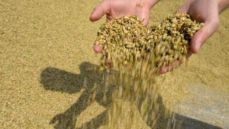وكالة: روسيا تزيح الولايات المتحدة من سوق الحبوب