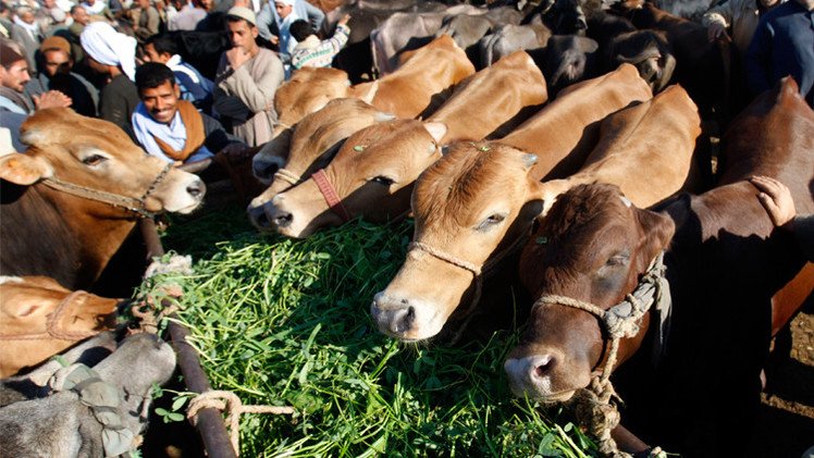 أولى شحنات المواشي الروسية إلى مصر 