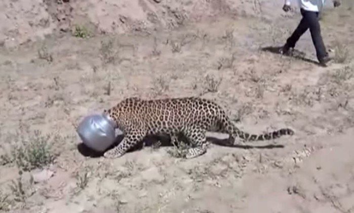 العطش ينتهي برأس فهد داخل وعاء معدني (فيديو)