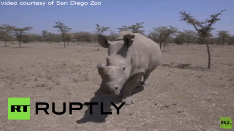 شاهد آخر ثلاث وحيد القرن الأبيض الشمالي على كوكب الأرض (فيديو)