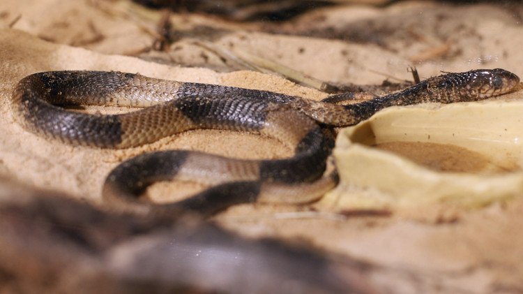 كليوباترا لم تمت بسم الأفعى!!!