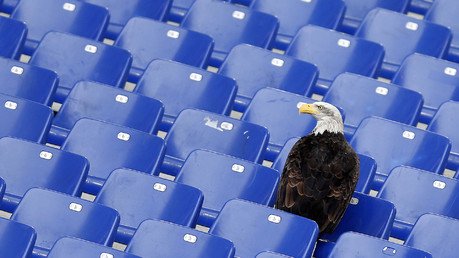 نسر ذو رأس أبيض يحط في مدرّج ملعب رياضي في روما