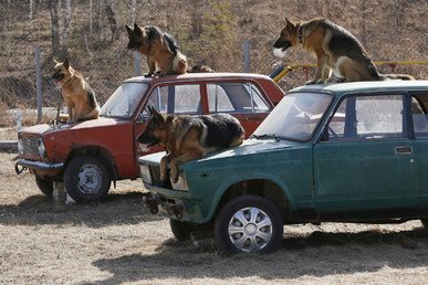 كلاب من سلالة ألمانية تجتاز أحد الاختبارات في مركز خصِّص لتدريبها