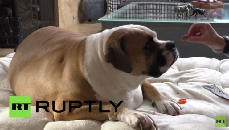 شاهد الكلب الملقب بـ"هانك الدبابة" والذي يسافر على مقعد خاص بالطائرة (فيديو)