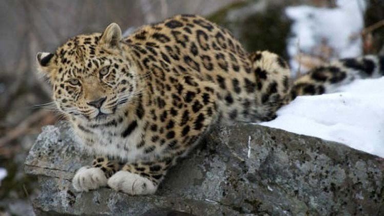   شبل من الفهود الشرقية يخفي  فرائسه بطرق احترافية