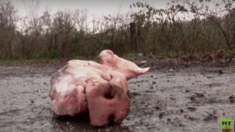 رؤوس الخنازير تطوق مركز إيواء مهاجرين في هولندا (فيديو)