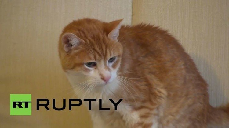 بالفيديو من صربيا.. شاهد القط "غارفيلد" الأكبر عمرا في أوروبا 