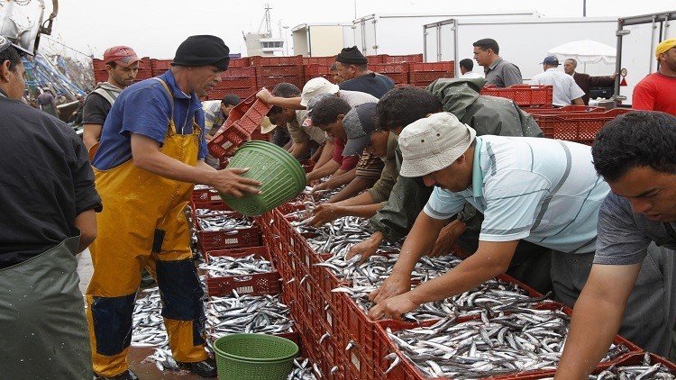 الروس يصطادون أسماك المغرب 