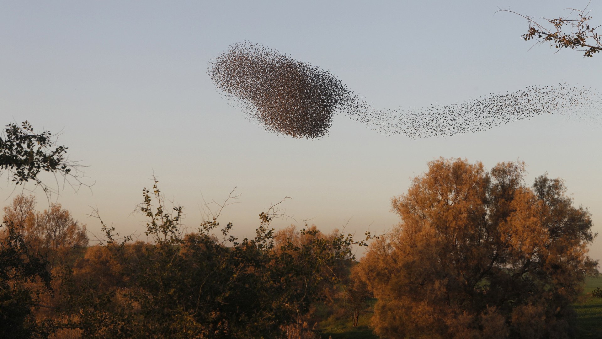 زرازير مهاجرة تطير في تشكيل ضخم أشبه بغيمة