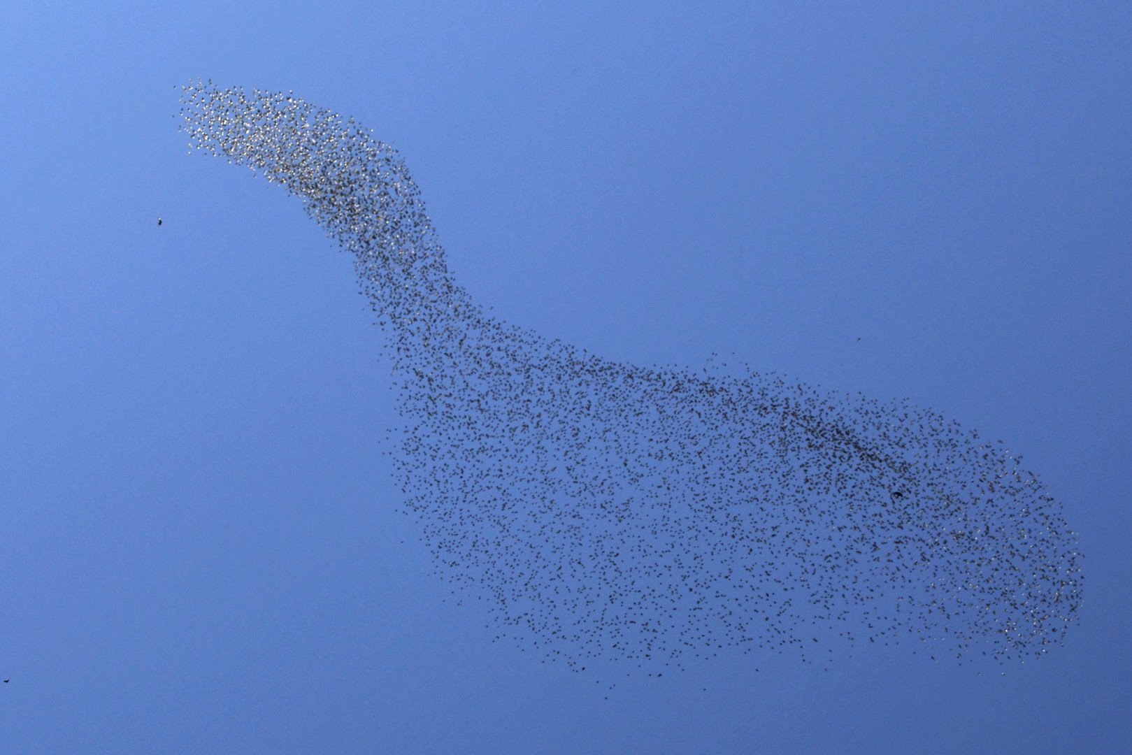 سرب كثيف من الزرازير في شكل إوزة