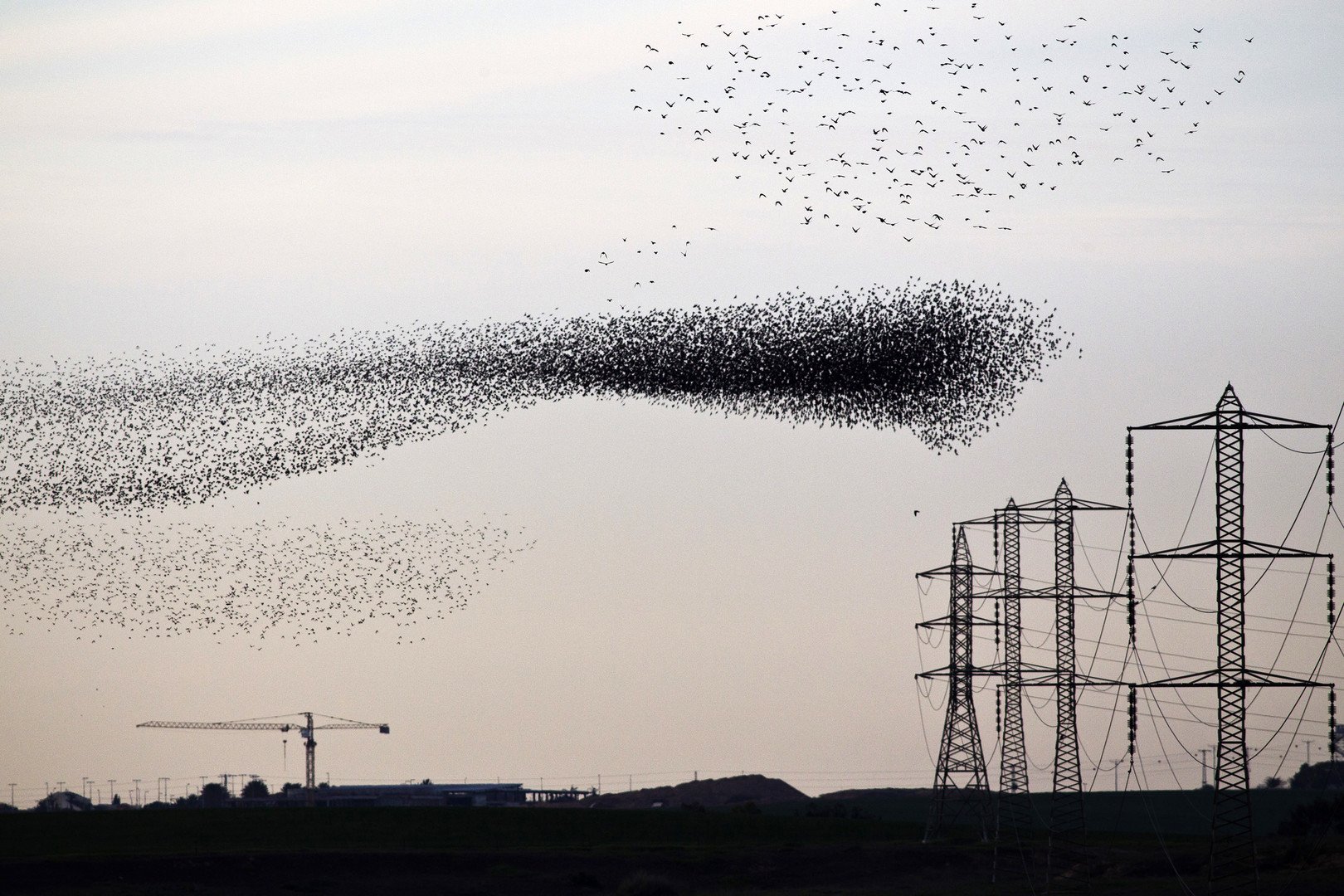 تشكيلات كثيفة ومتفرقة من الزرازير فوق خط الضغط العالي