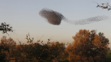 زرازير مهاجرة تطير في تشكيل ضخم أشبه بغيمة