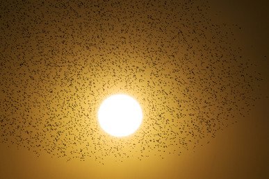 "غطيطة" من الزرازير حول قرص الشمس