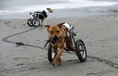 كلبان مصابان بشلل الأرجل الخلفية يتسكعان بواسطة كرسي ذي عجلات