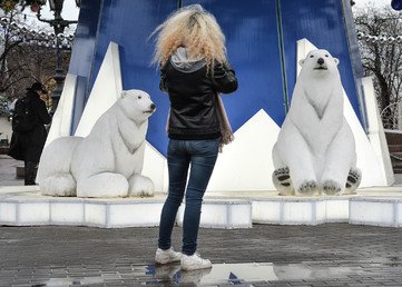 فتاة تصور مجسمات للدببة البيضاء  نصبت  تحت شجرة صنوبر بمناسة حلول عيد رأس السنة