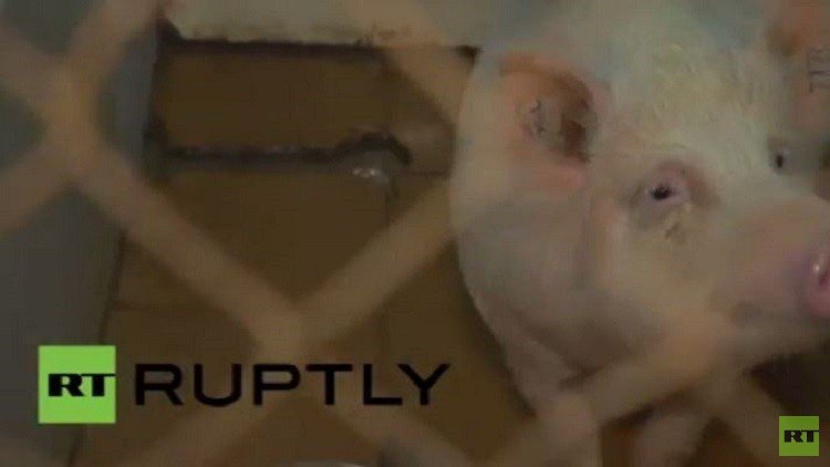 زرع صمام للأبهر مصنوع في روسيا في جسم خنزير (فيديو)