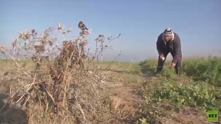 صيد العصافير في غزة.. هواية ثمنها الحياة
