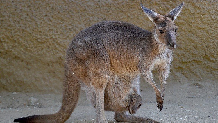 وكاد الكنغر أن يتورط في هجوم إرهابي! 