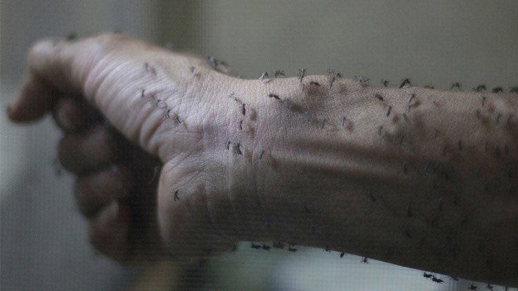 حمى "زيكا" قد تصبح وباء شاملا