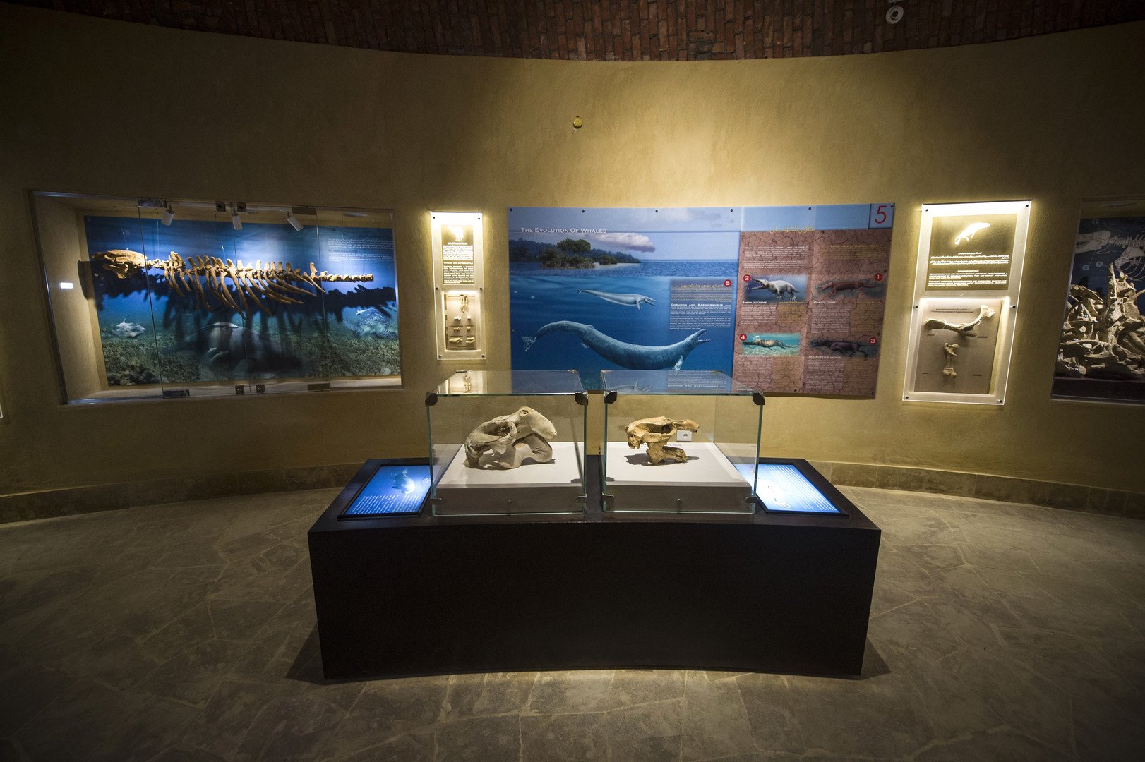  هيكل عظمي لحوت معروض داخل متحف وادي الحيتان ، محافظة الفيوم، 14 يناير/كانون الثاني 2016