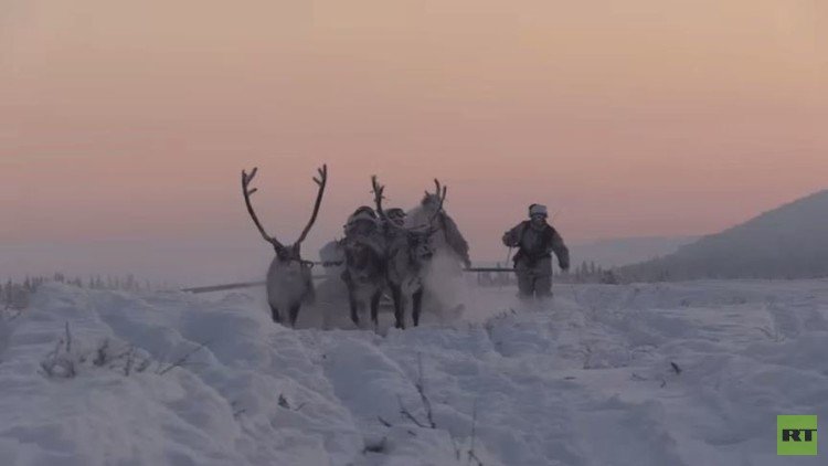 جنود روس يتدربون مع حيوانات قطبية في ظروف قاسية (فيديو)
