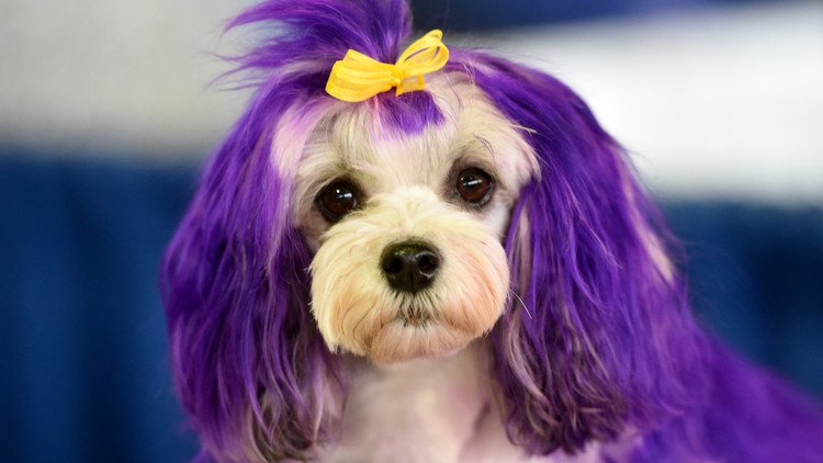 مسابقة "أجمل كلب" في مدينة نيويورك 