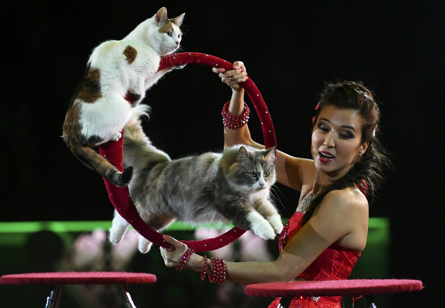 فنانة تقدم عرضا في السيرك القديم مع القطط ضمن برنامج "برافو" الجديد