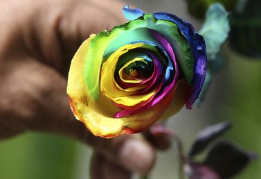 مواطن كولومبي يختار الورود التي سيزين بها باقته للاحتفال بعيد الحب، وتعتبر دولة كولومبيا ثاني أكبر مصدر للورود بعد هولندا في العالم، 2 فبراير/شباط 2015 