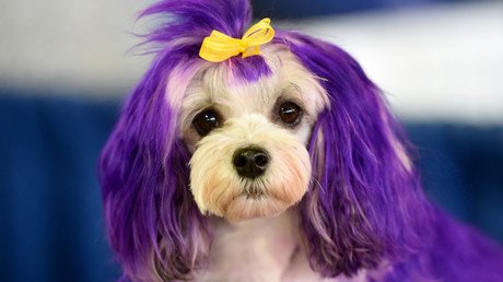 كلب من فصيلة لويشن يشارك في عرض الأزياء الـ140 الذي يجرى سنويا في مدينة نيويورك 