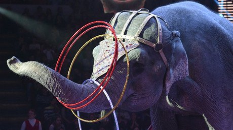 فيل على حلبة السيرك القديم "سيرك نيكولين" في موسكو