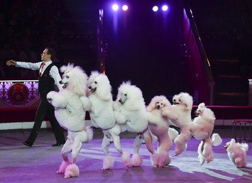 فنانوا السيرك القديم يقدمون عرضا مع كلاب البطباط (poodle) ضمن البرنامج الجديد