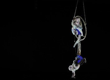 قردة في برنامج السيرك الجديد