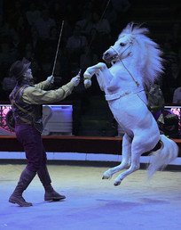 عرض رقصة الحصان ضمن برنامج السيرك الجديد