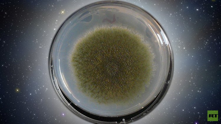 ناسا تنوي إرسال فُطر إلى الفضاء