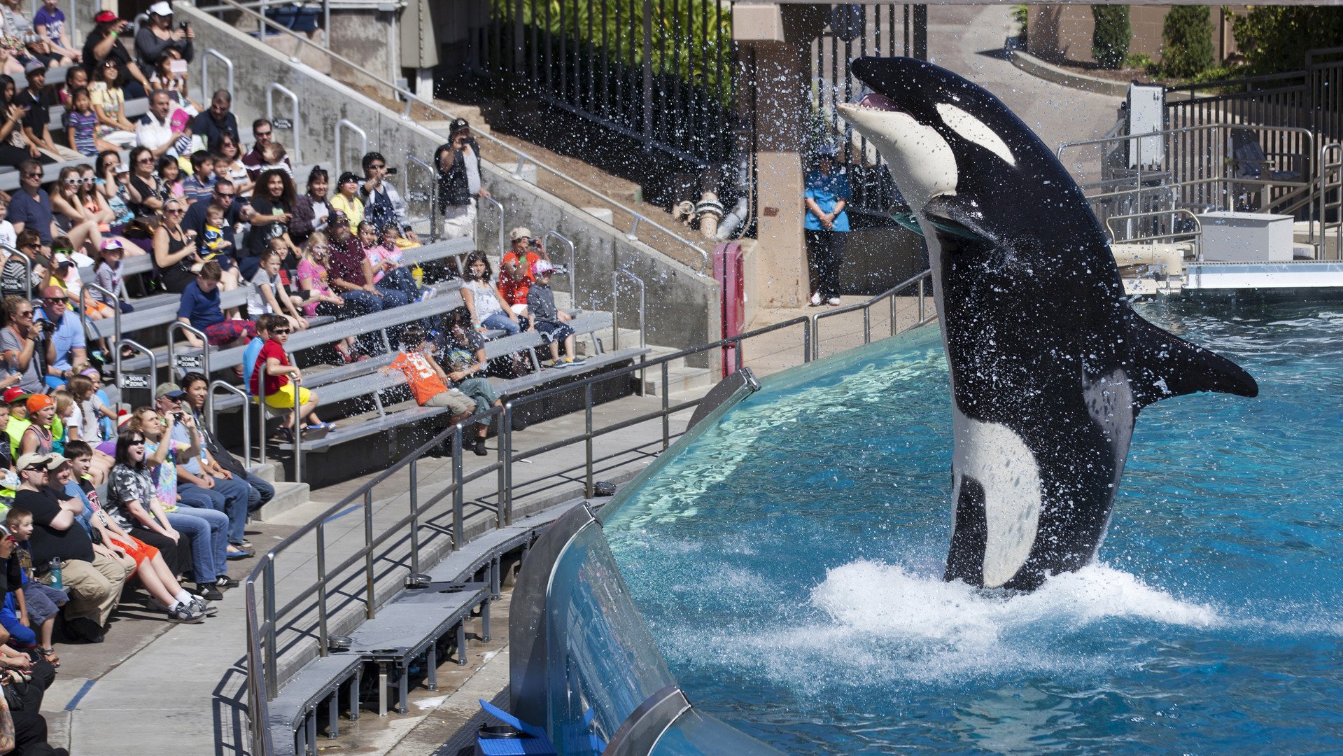 حوت مفترس عملاق يرحب بزوار حديقة "عالم البحار" في سان دييغو